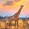 Giraffe With Sunrise paint by numbers