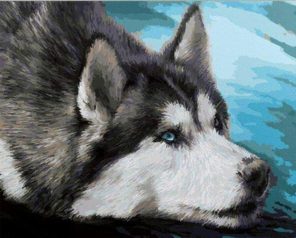 Husky portrait paint by numbers