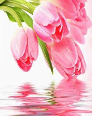 Pink Tulips paint by numbers