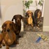 Two dogs customized painting