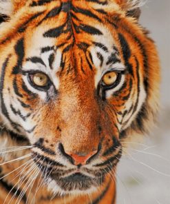 Tiger Photography paint by number