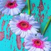 White Pink Daisies paint by numbers