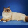Balinese Cat paint by numbers