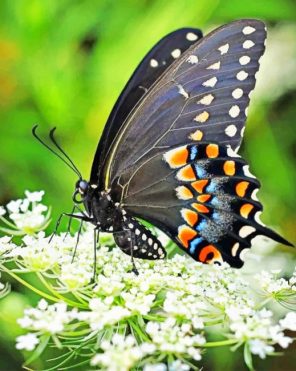 Black Butterfly paint by numbers