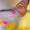 Colored Wings Butterfly paint by numbers