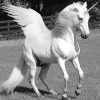 White Horse With Wings paint by numbers