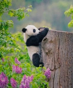 Adorable Panda Paint by numbers