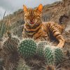Bengal Cat And Cactus Paint by numbers