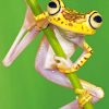 Chachi Tree Frog paint by numbers