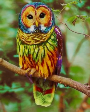 Colorful Owl paint by numbers