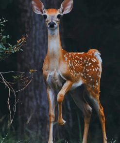 Deer Photography paint by numbers