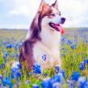 Dog And Blue Flowers paint by numbers