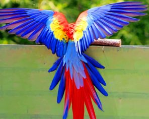 Flying Colorful Bird paint by numbers
