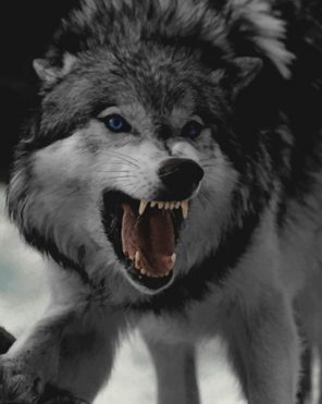 Angry Wolf paint by numbers