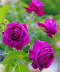 Purple Roses paint by numbers