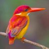 Rufous Backed Kingfisher Bird paint by numbers