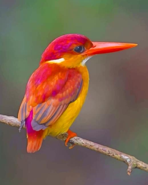 Rufous Backed Kingfisher Bird paint by numbers