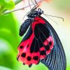 Scarlet Swallowtail Butterfly paint by numbers