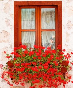Window Ledge Flowers paint by numbers
