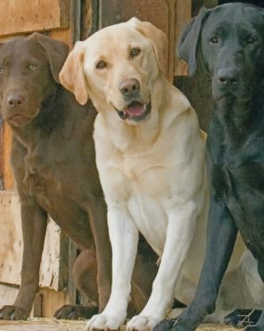 Yellow Black And Chocolate Labs Paint by numbers
