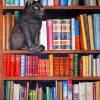 Cat On bookshelf paint by numbers