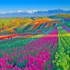 Colorful Flower Field paint by number