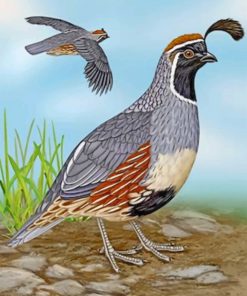 Gambel’s Quail Paint by numbers