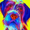 Wirehaired Pointing Griffon Dog Paint by numbers