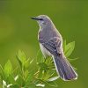 mockingbird-animal-paint-by-numbers