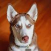 Brown-White-Serbian-Husky-paint-by-numbers