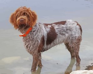 Female Wirehaired Pointing Griffon paint by numbers