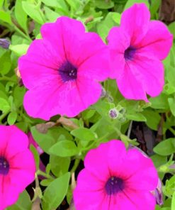 Pink Petunia Paint by numbers