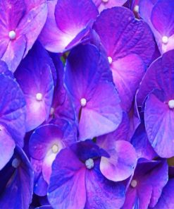 Purple-Hydrangea-paint-by-number