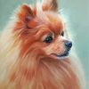 aesthetic-pomeranian-dog-paint-by-numbers