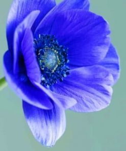Anemone Flower Paint by numbers
