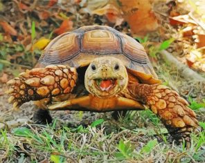 animal-tortoise-paint-by-numbers