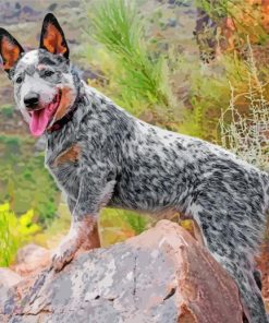 australian-cattle-dog-puppy-paint-by-numbers