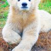 baby-polar-bear-paint-by-number