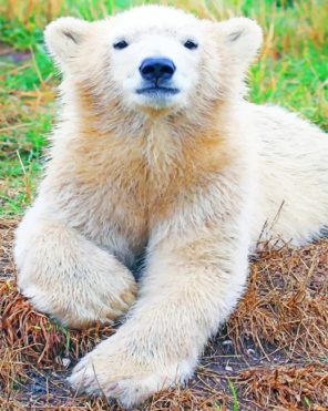baby-polar-bear-paint-by-number