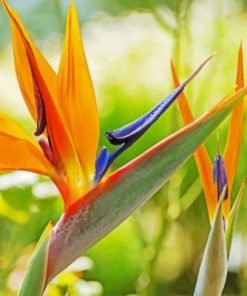 Orange Bird Of Paradise paint by numbers