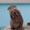 funny-Asian-small-clawed-otter-paint-by-numbers