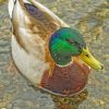 Mmallard-duck-paint-by-numberallard Duck