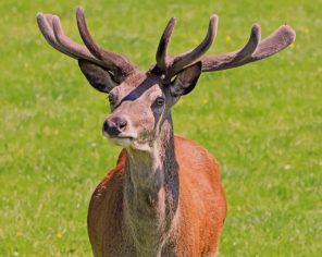 Red Deer Stag During Daytime