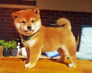 Shiba Inu Puppy Paint by numbers