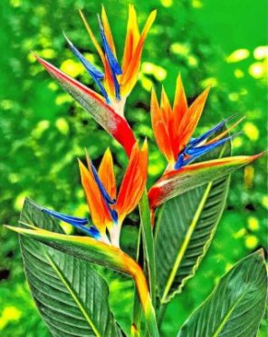 Bird Of Paradise Paint by numbers