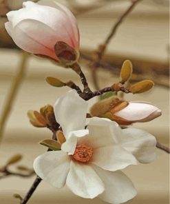 white-magnolia-flower-paint-by-numbers
