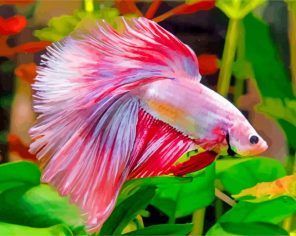 Betta Siamese Fighting Fish paint by number