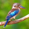 Blue Winged Kookaburra bird paint by numbers