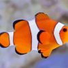 Clownfish paint by numbers