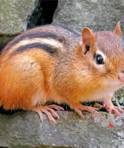 Cute Little Chipmunk paint by number